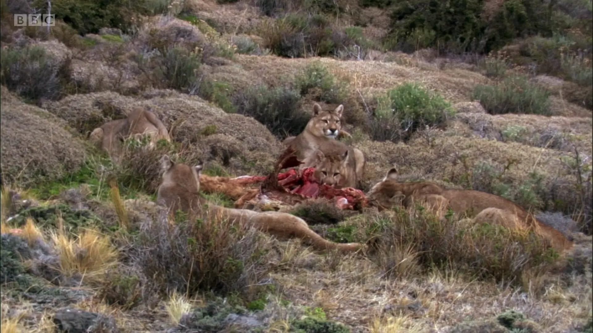 South American cougar (Puma concolor concolor) as shown in Planet Earth - Mountains